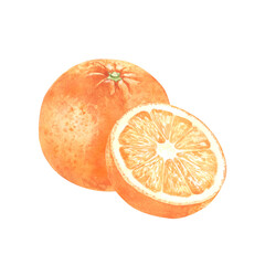 Watercolor oranges. Hand drawn illustration of whole fruit and a half. Element for packaging design.