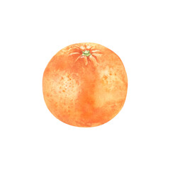 Watercolor orange. Hand drawn illustration of citric fruit. Single element for packaging design.