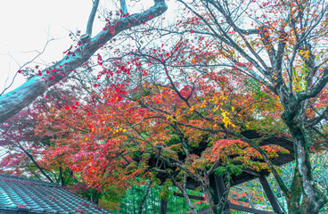 伊豆修善寺境内の紅葉風景