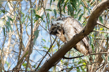 Male Owl Preening