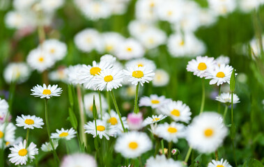 Abstract Natural summer background with camomiles flowers on sunset. Green grass and chamomile in the meadow. Soft focus.