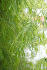 close up of a green grass