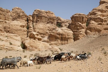 Wonderful mountain views with herd of goats on the Jordan Trail from Little Petra (Siq al-Barid) to...