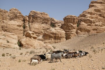 Wonderful mountain views with herd of goats on the Jordan Trail from Little Petra (Siq al-Barid) to...