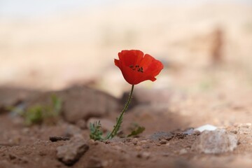 Closeup of lonely red poppy on desert, met on the Jordan Trail from Little Petra (Siq al-Barid) to...