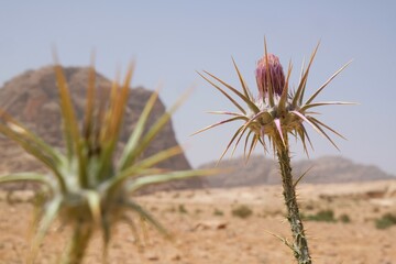 Fototapeta premium Closeup of flower plant thistle (Carduus) with purple flowers on desert, met on the Jordan Trail from Little Petra (Siq al-Barid) to Petra. Jordan, Hashemite Kingdom of Jordan 