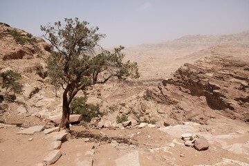 Wonderful mountain views with lonely tree on the Jordan Trail from Little Petra (Siq al-Barid) to...