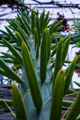 Obraz premium Cactus, suculentas y diferentes plantas del jardín