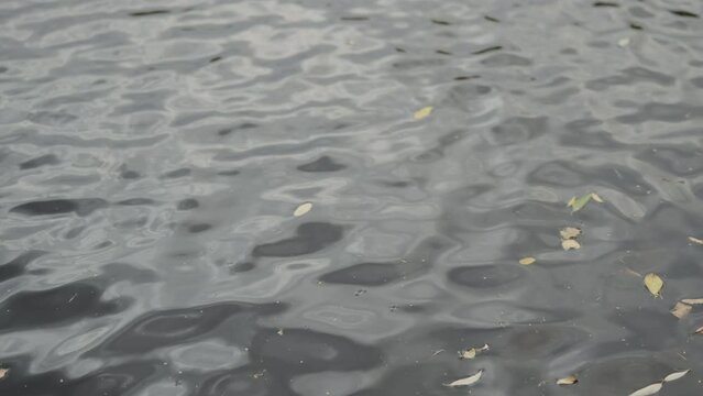 Slow motion atumn leaves on water surface of a pond