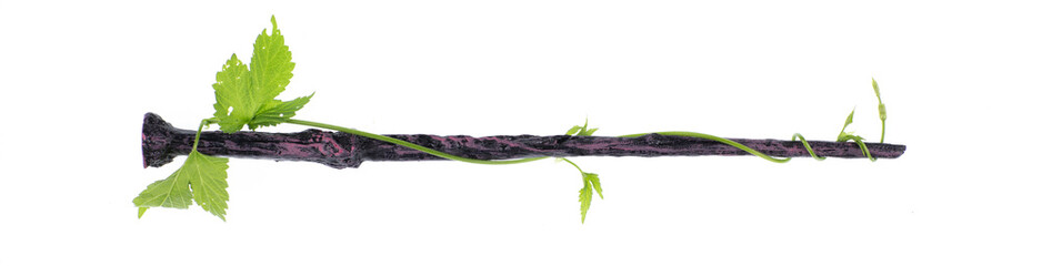 curly magic wand isolated on white background
