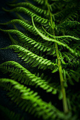 Green fern leaf. Close-up. Nature background