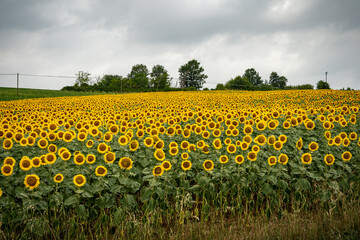 Obraz premium A field of blooming sunflowers in Lombardy Italy.