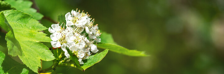 Branches of the flowering crataegus close-up. White hawthorn flowers with green foliage on a bokeh background. Banner	 - obrazy, fototapety, plakaty