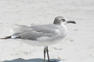 Seagulls on the beach
