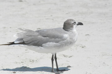 Seagulls on the beach