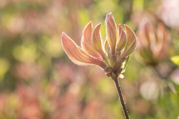 Close-up shot of a striped Rhododendron flower growing on a branch.