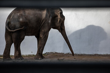 Elephant in the zoo. 
Elephant standing against the wall.