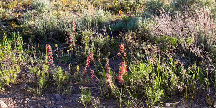 Red Pentstemon blooms along a scenic byway in Medicine Bow-Routt National Forests in the Rocky Mountains of Colorado in spring