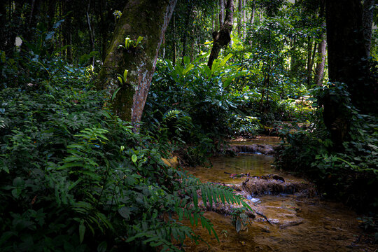 Beautiful tropical forest with natural stream and bright sunshine through the trees in Luang Prabang, Laos.