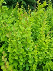 green leaves background