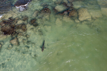 Fototapeta premium Drone view of kayaks sail in shallow water with sharks coming to shore due to the hot water of the powerhouse 