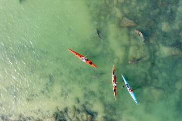 Drone view of kayaks sail in shallow water with sharks coming to shore due to the hot water of the powerhouse 