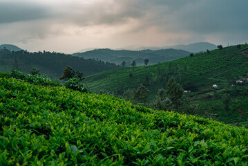 A sunrise view of Ooty with tea plantations