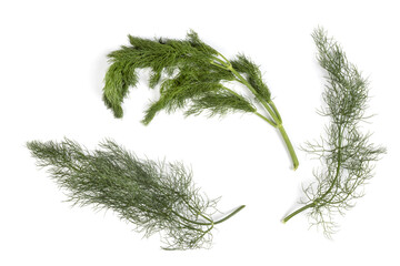 Finocchietto selvatico - Foeniculum vulgare - Fennel Branches, Macro Close Up, Top View - Isolated on White Background