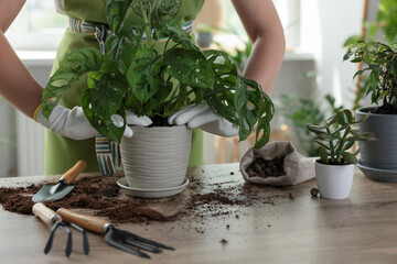 Woman planting beautiful houseplant at table indoors, closeup