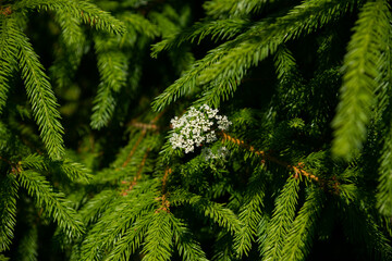 The white summer midsummer flower has grown through the green needles of spruce branches. Warm...