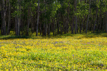 Dandelions and Purple Pentstemons in Medicine Bow-Routt National Forests in the Rocky Mountains of Colorado in spring