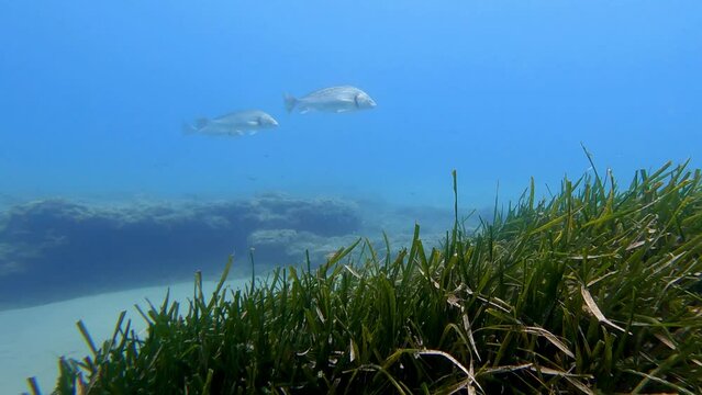 snorkeling in beach of mediterranean sea  watching shi drum fishs , Cabo de Gata in Andalusia , Spain  , 4k video footage