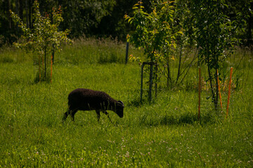 black goat with horns grazes in a green grass next to young apple trees fenced with a fence.