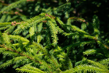 Background of Christmas tree branches.