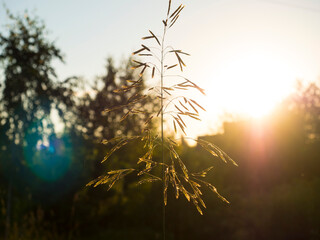 Landscape close-up field grass in the rays of the setting bright yellow sun