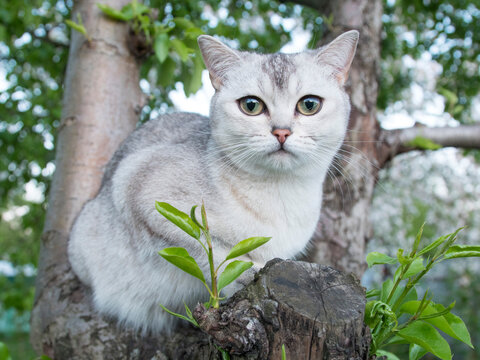 Close-up gray british cat with yellow eyes sits on tree with green leaves and looks at camera
