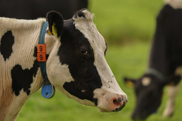 A Dutch dairy cow looking at you in a pasture