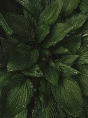 Wandcirkels tuinposter Leaves after rain. Green leaf, plants © Alinyara