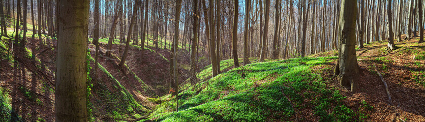 Spring landscape, banner, panorama - view of the deciduous forest in the rays of the spring sun