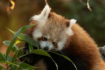 Hungry Red Panda, Ailurus fulgens, munching bamboo leaves - obrazy, fototapety, plakaty