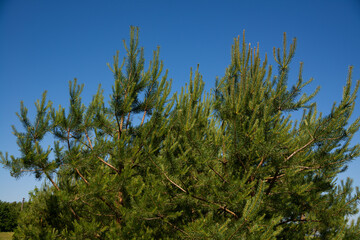 Green pine branches shine against the blue sky in the summer sun before sunset.