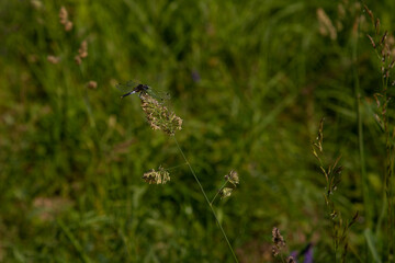 Male yellow-striped flutterer (Rhyothemis phyllis) on a grass
