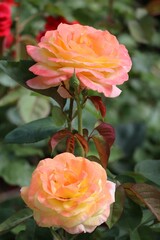 filled apricot colored Rose