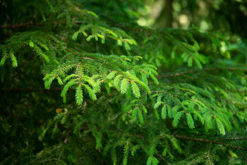 Soft focus and close up of the branches of a green spruce against the blurred background in the sunset light. Natural background and backdrop for design and decoration with copy space.
