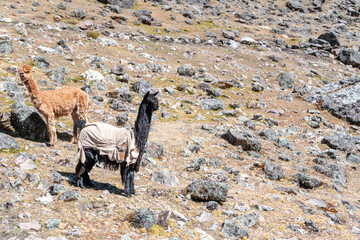 Alpacas en la montaña o nevado del Ausangate en Cusco Perú, By Yuri Ugarte Cespedes