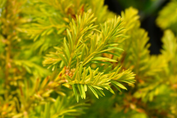 Common Yew Semperaurea