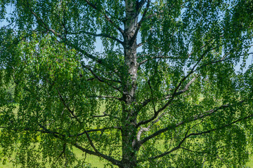 Beautiful birch with green leaves in summer under a blue sky.