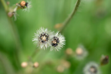 Orange hawkweed