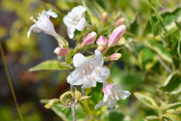 Variegated Weigela