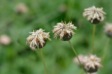 Single-flowered sawwort